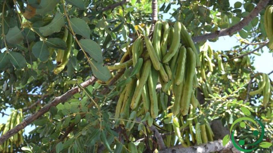 How to grow the carob tree technique, agronomic tricks