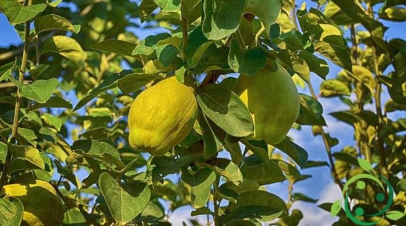 Come coltivare il cotogno in maniera biologica