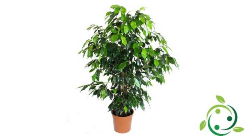 Come coltivare il Ficus benjamin