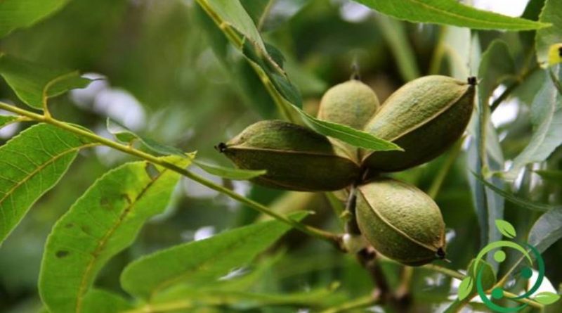 Come coltivare la Noce pecan