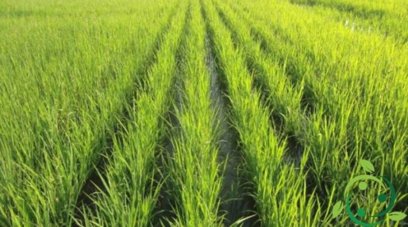 Come coltivare il riso in maniera biologica