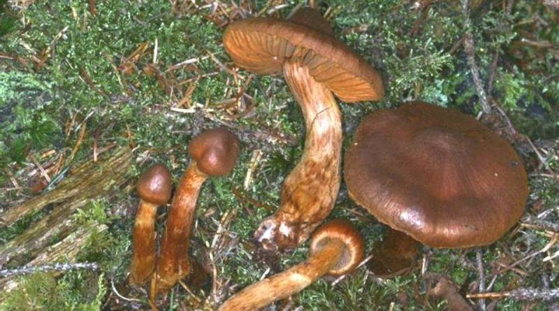 Cortinarius rubellus