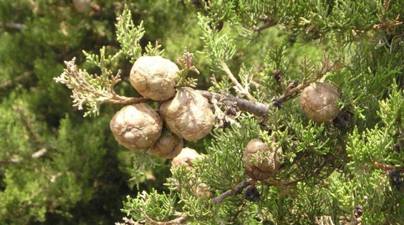 Cupressus sempervirens