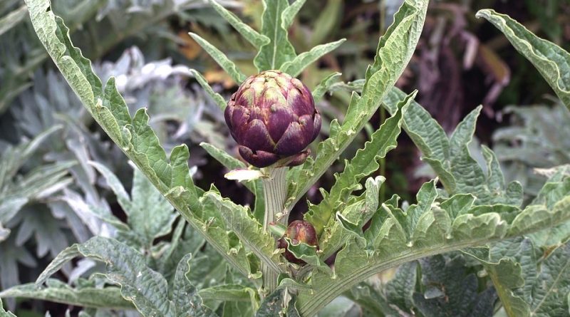 Cynara scolymus