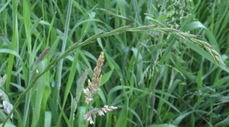 Elytrigia repens