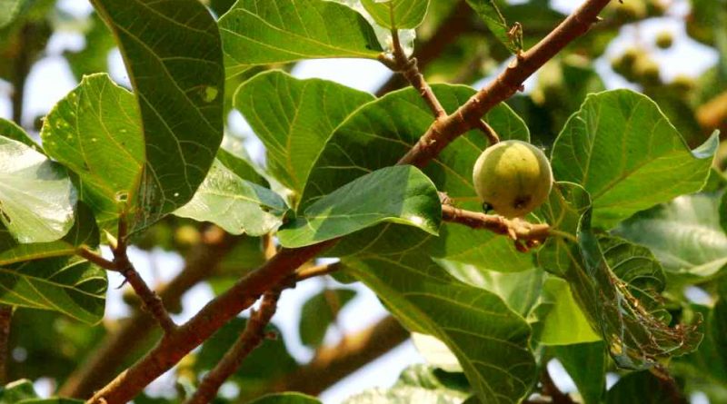 Ficus sycomorus