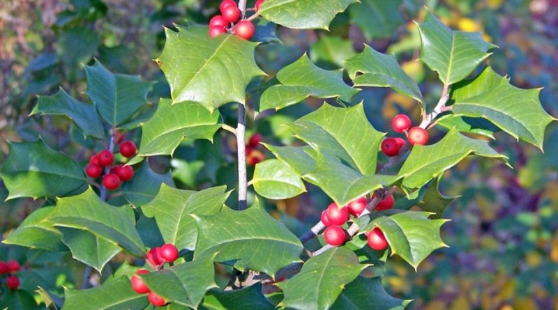 Ilex aquifolium