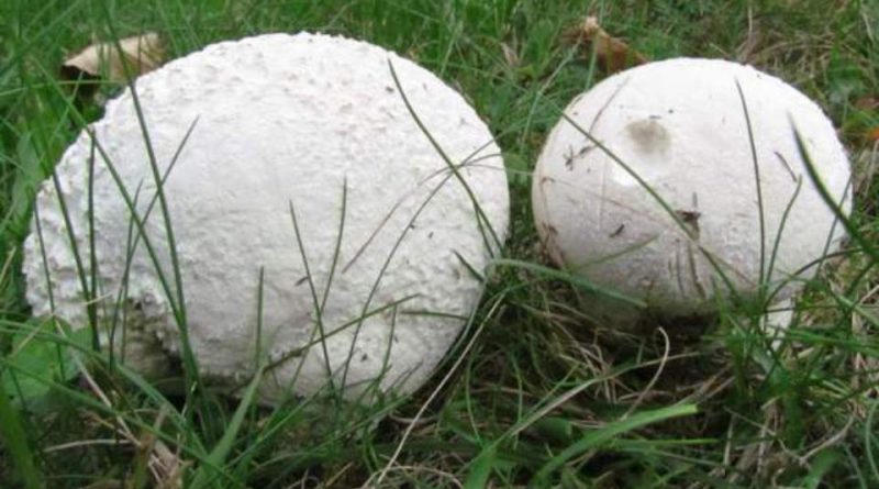 Lycoperdon utriforme