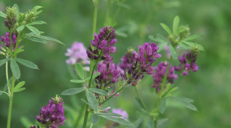 Medicago sativa