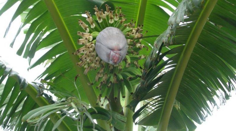 Musa acuminata