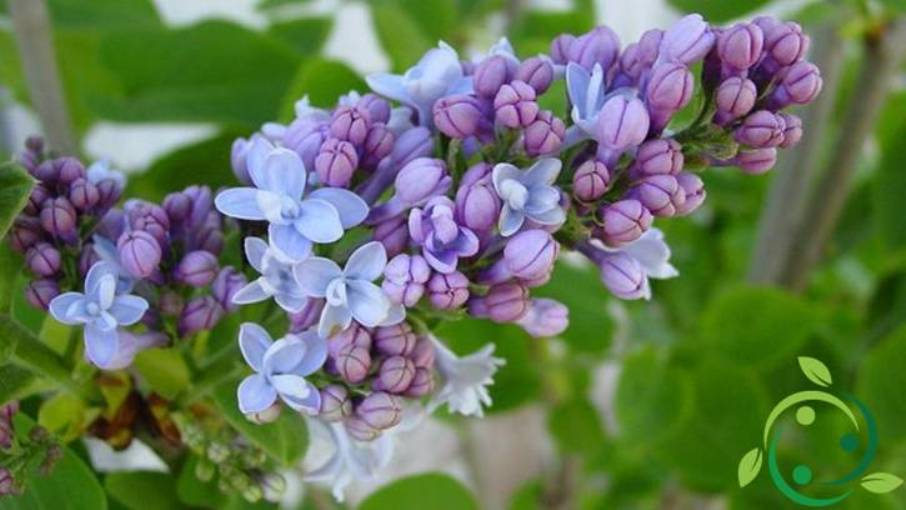 Corn on the cob definition, characteristics, morphology