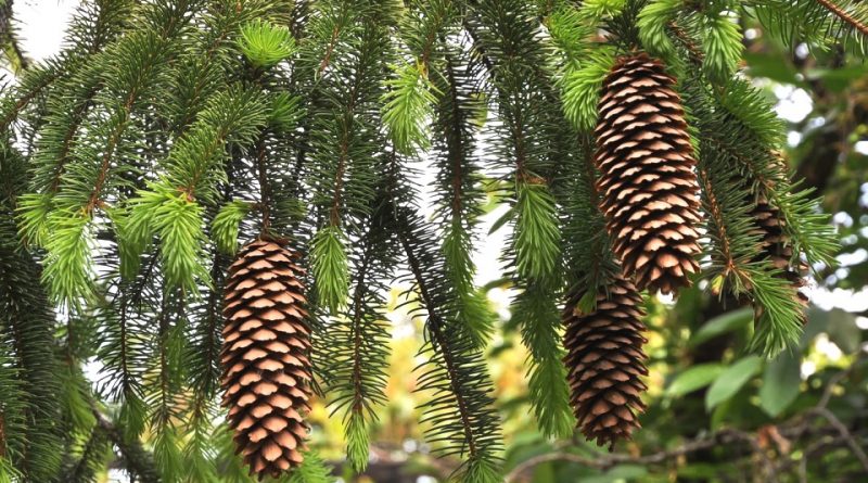 Picea abies