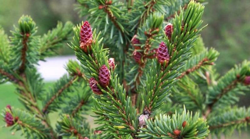 Picea omorika