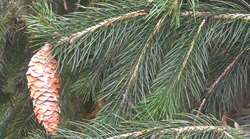 Picea smithiana