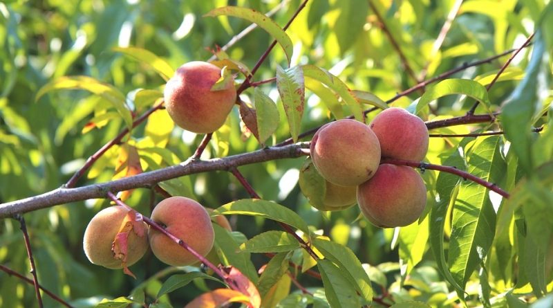 Prunus persica