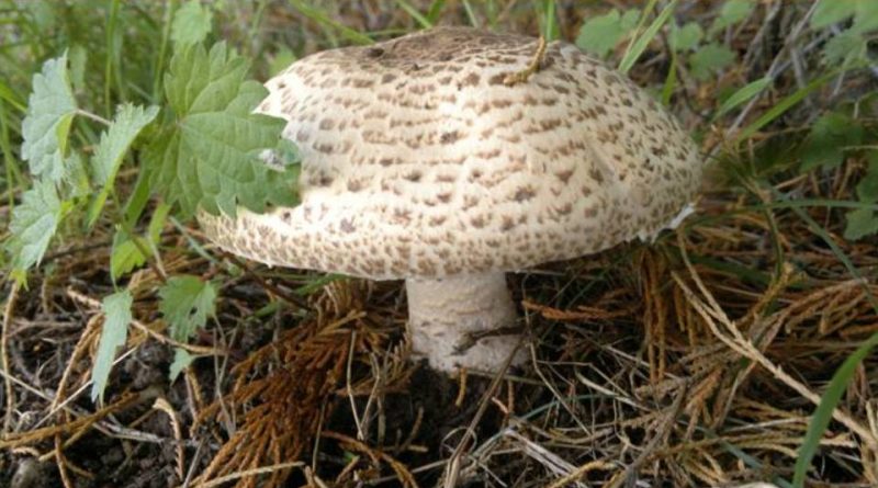 Agaricus augustus