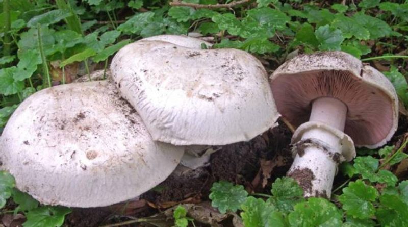 Agaricus bitorquis