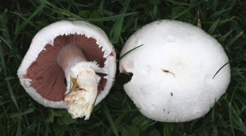 Agaricus campestris