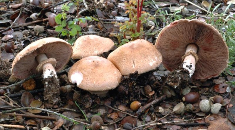 Agaricus langei