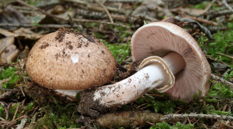 Agaricus silvaticus