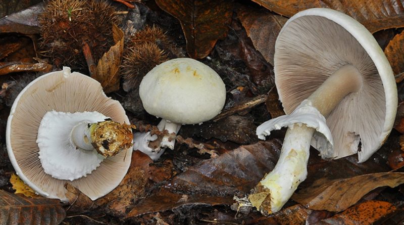 Agaricus silvicola