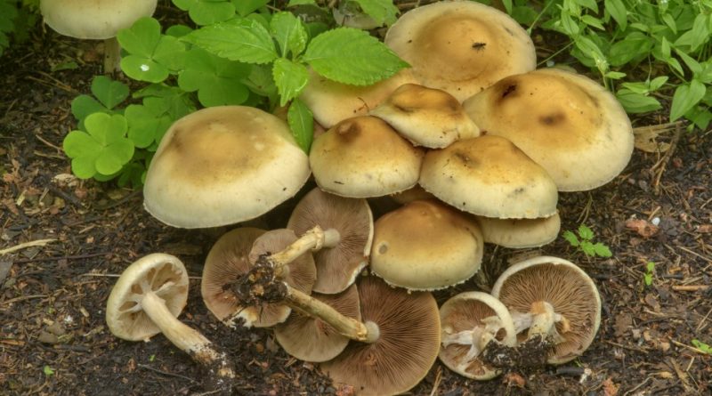 Agrocybe praecox