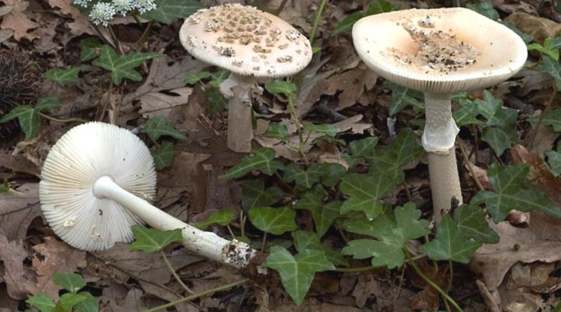 Amanita eliae