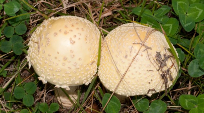 Amanita gemmata