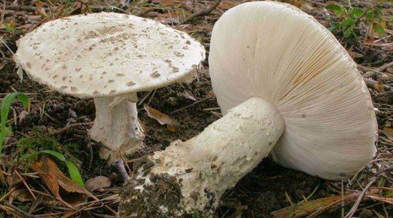 Amanita strobiliformis