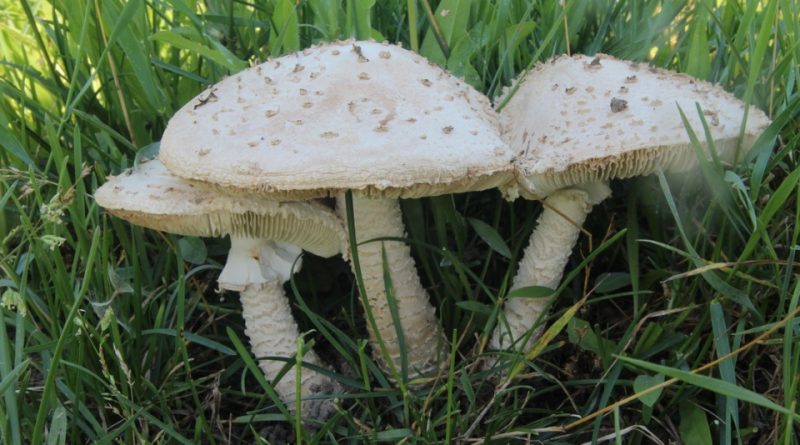 Amanita vittadinii