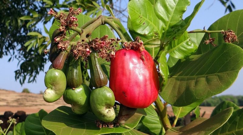 Anacardium occidentale