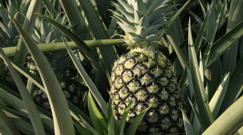 Ananas comosus