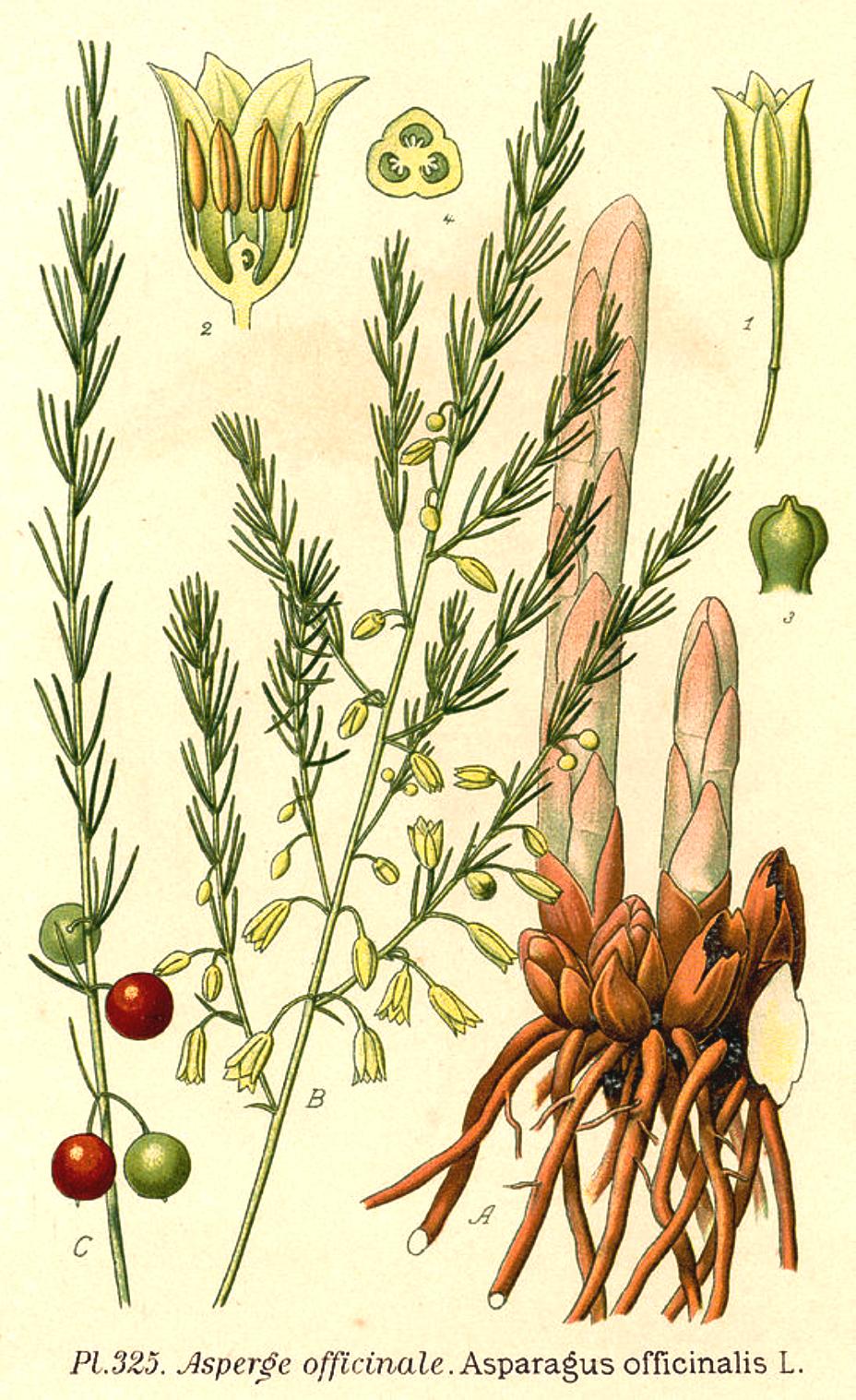 Asparagus officinalis Systematics, Etymology, Habitat, Cultivation