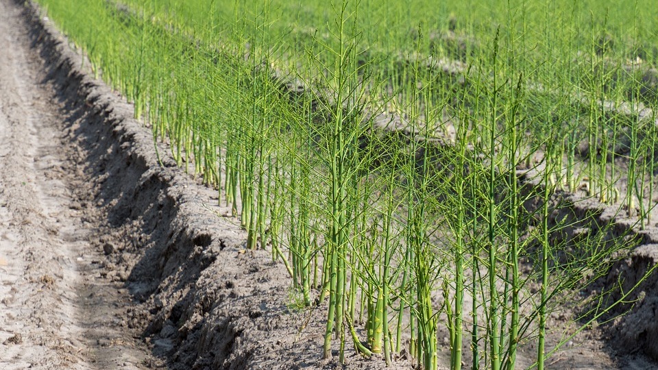 Asparagus officinalis Systematics, Etymology, Habitat, Cultivation