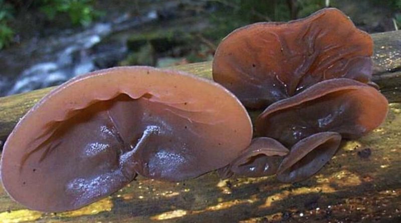 Auricularia auricula-judae