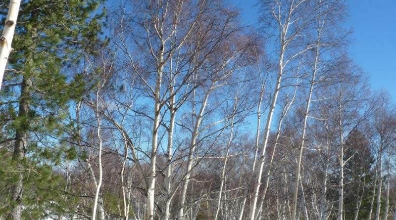 Betula aetnensis