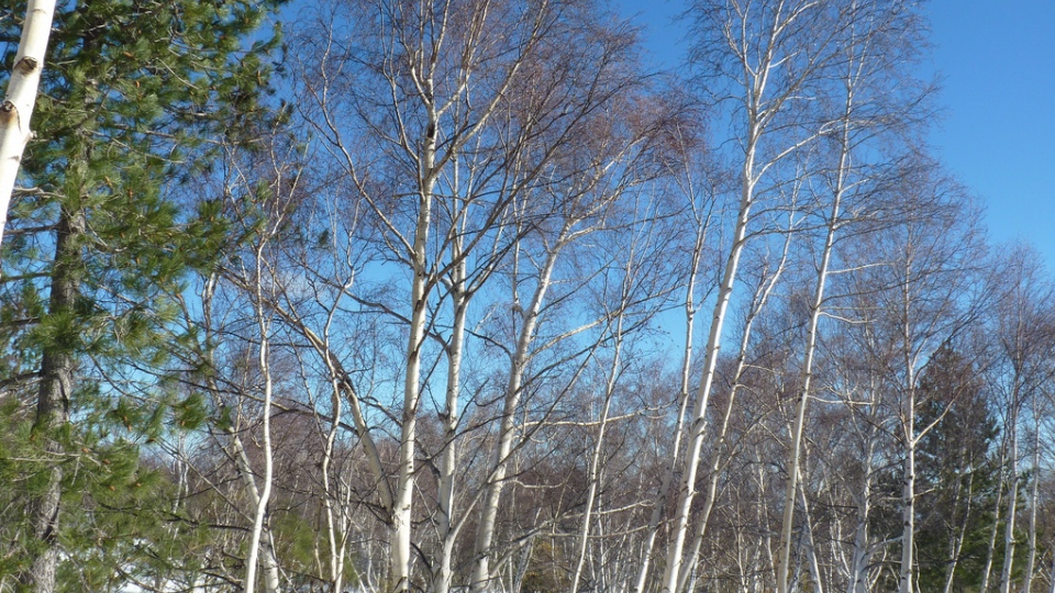 Betula-aetnensis.jpg?media=1713260324