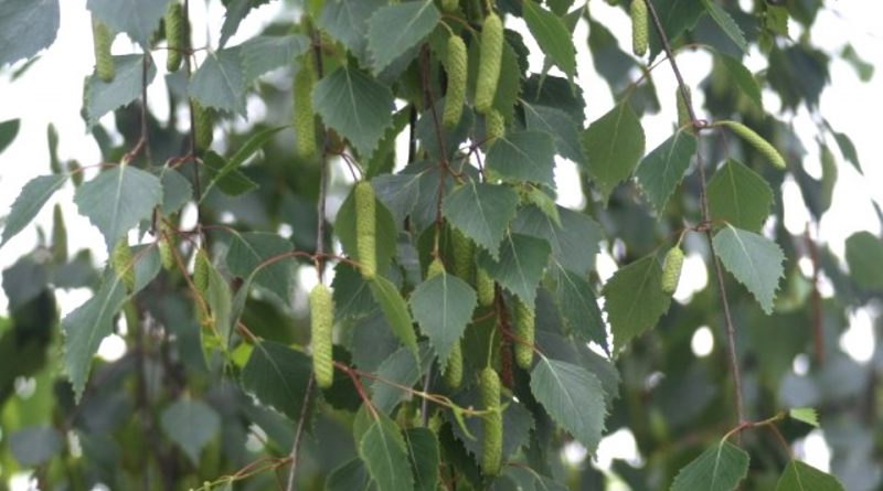 Betula pendula