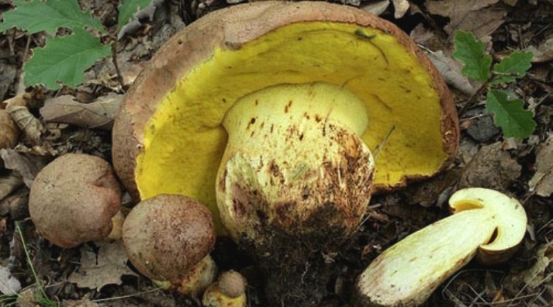 Boletus appendiculatus