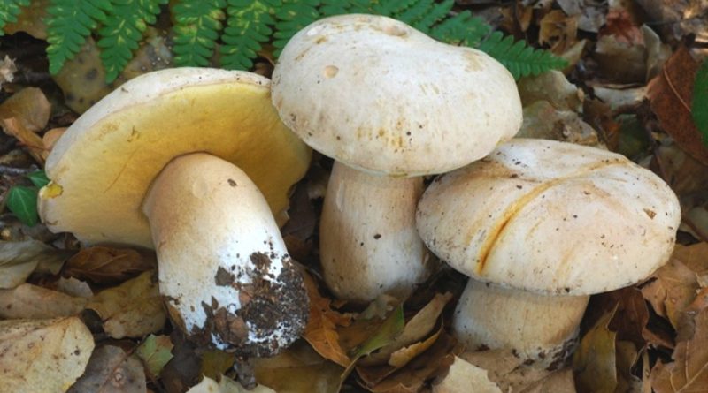 Boletus barrowsii