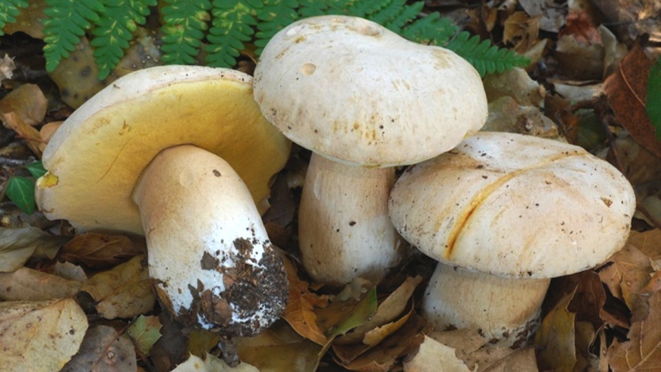 Boletus barrowsii Systematics, Etymology, Habitat, Recognition