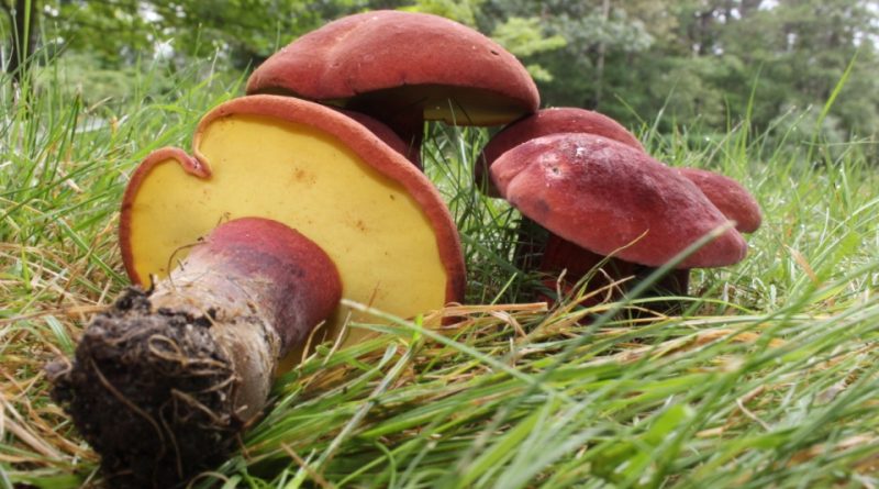 Boletus bicolor