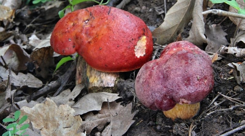 Boletus dupainii