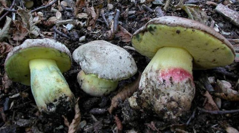 Boletus fechtneri