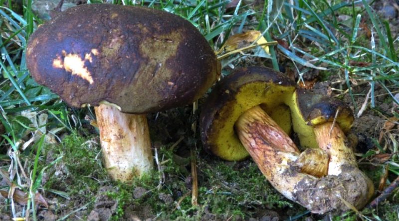 Boletus ferrugineus