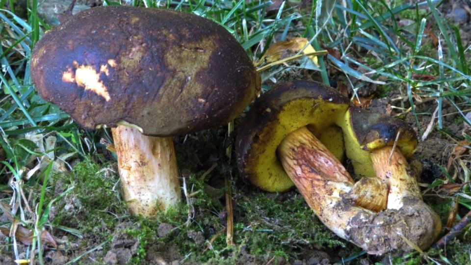 Boletus ferrugineus Sistematica, Habitat, Riconoscimento