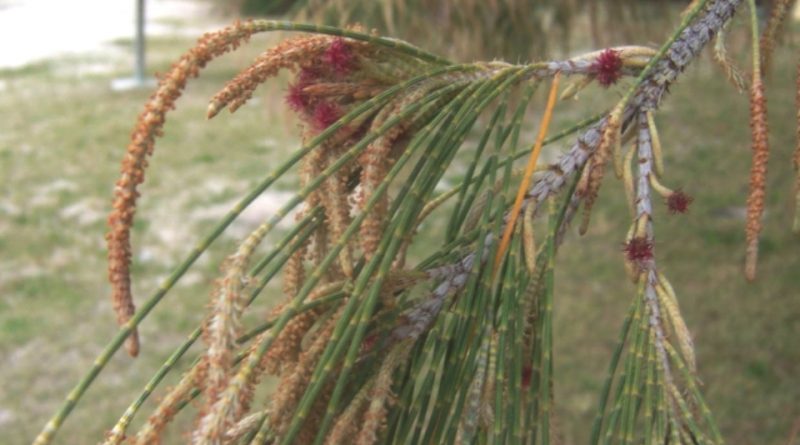 Casuarina equisetifolia