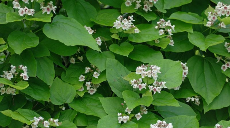 Catalpa bignonioides