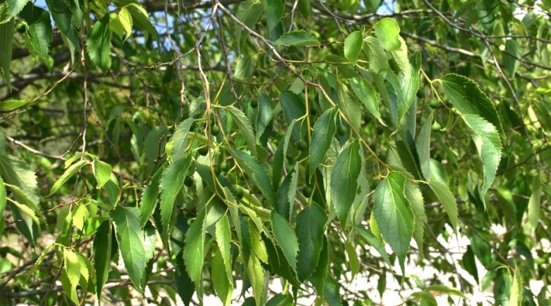 Celtis australis