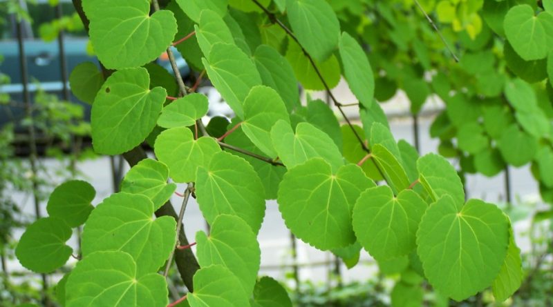 Cercidiphyllum japonicum